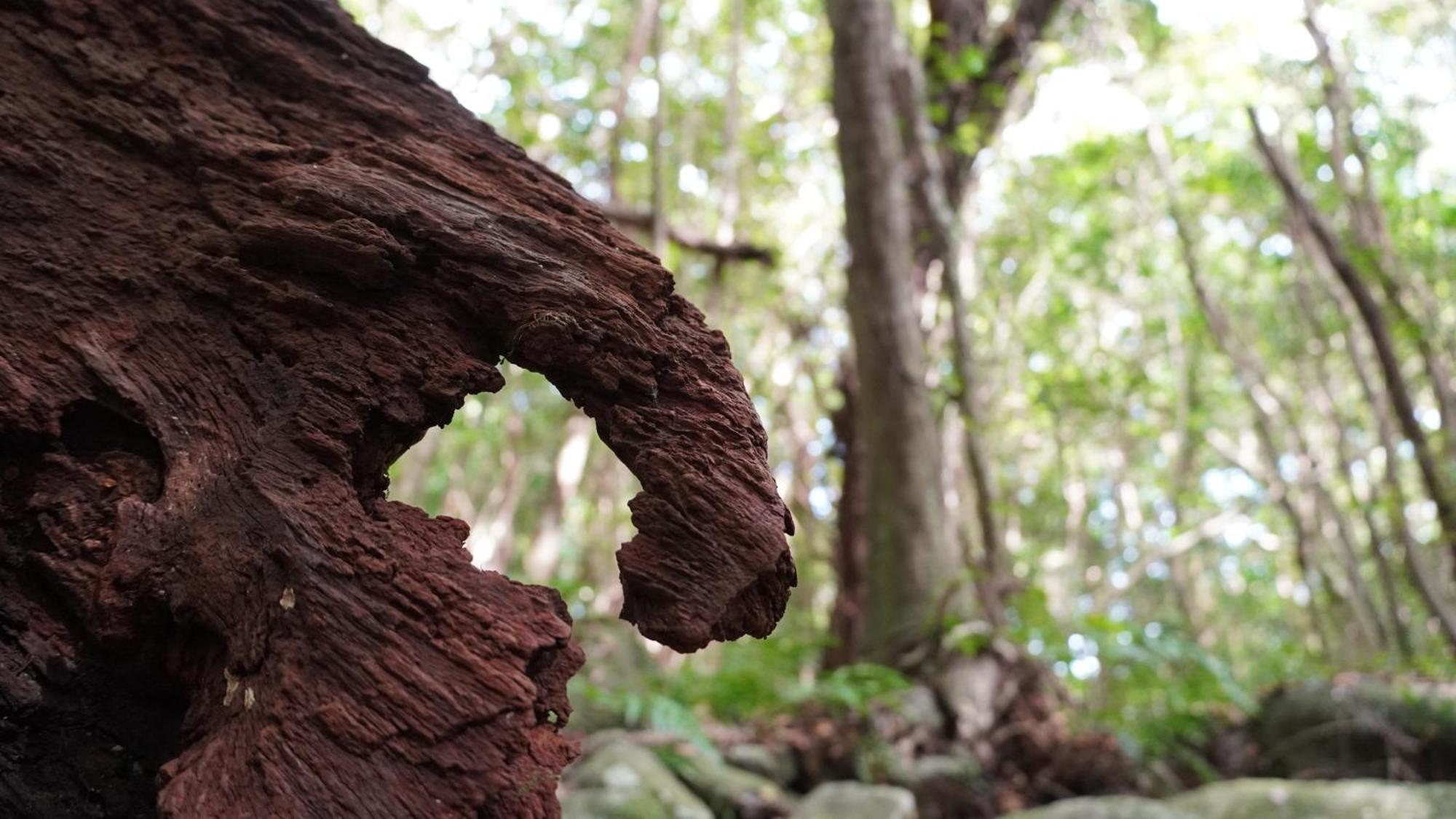 Tida Resort Yakushima 旧 屋久島海の胡汀路てぃーだ מראה חיצוני תמונה